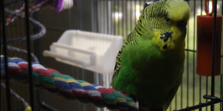 “Nobody Expects the Spanish Inquisition” – Adorable Parakeet Voices His Political Opinion
