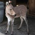 Half Donkey, Half Zebra: Meet Ippo the Adorable Baby Zonkey