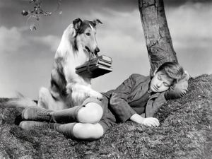 Batman, Superman, And… Lassie. This Understated Furry Superhero Is Destined For A Comeback