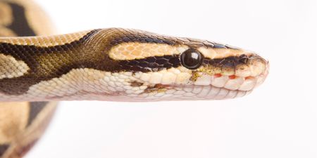 Ouch! Sneaky Slithering Snake Hiding in Toilets Bites Man’s Penis