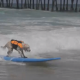 Surf’s Up! 40 Pooches Hit The Waves All in the Name of Charity