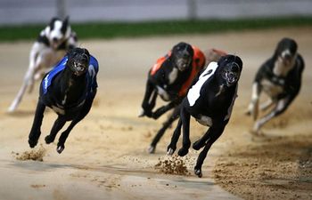 WIN! We’ve Got Tickets to an Exclusive Her.ie Greyhound Event in Galway to Give Away! [COMPETITION CLOSED]