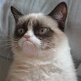 You’ve Got Mail: Grumpy Cat Extends Her Appeal With New US Postage Stamps