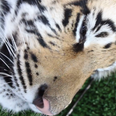 VIDEO: This Sleepy Tiger is Definitely Not Feeling the Whole Monday Thing