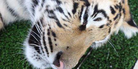 VIDEO: This Sleepy Tiger is Definitely Not Feeling the Whole Monday Thing