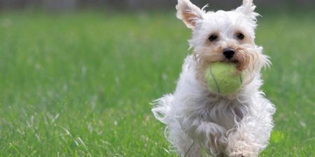 Eek… Rescued Dog Chews Off Man’s Bits While He Sleeps