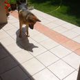 Video: Confused Dog Doesn’t Quite Grasp the Concept of Having a Shadow