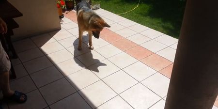 Video: Confused Dog Doesn’t Quite Grasp the Concept of Having a Shadow