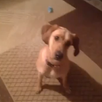 VIDEO – Now This Dog COMMITS To Playing Dead