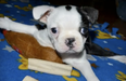 VIDEO: Disabled Boston Terrier Pup Mick Learns to Walk