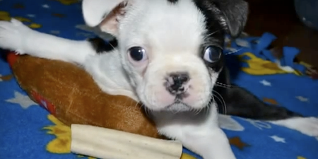 VIDEO: Disabled Boston Terrier Pup Mick Learns to Walk