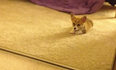 VIDEO: Corgi Puppy Sees Her Reflection for the First Time