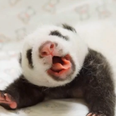 VIDEO: Giant Panda Reunited With Cub