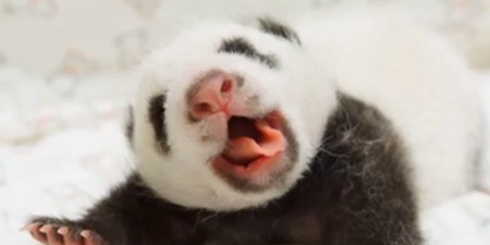 VIDEO: Giant Panda Reunited With Cub
