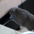 Video: Cat Burglar Alert – Sneaky Cat Caught Thieving