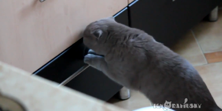 Video: Cat Burglar Alert – Sneaky Cat Caught Thieving