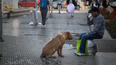 Uplifting Video: Invisible Dogs Seen For The First Time