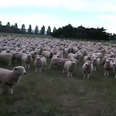 Baaa-rilliant: Sheep Protest Gets One Million Views