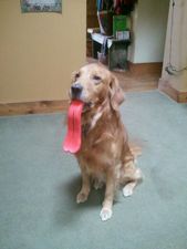 PICTURE: This Dog Is A Complete Lick