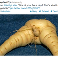 PICTURE: Pars-In-The-Nip, The Ultimate ‘Root’ Vegetable