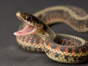 DEADLY: Decapitated Snake Bites Its Own Slithering Body