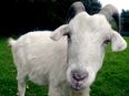 You’ve Got To Be Kidding? Man Banned From Farms After Admitting To Sex With Goat