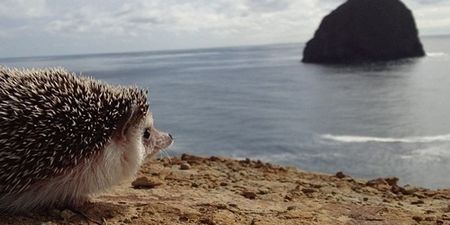 Is This the Most Loved Hedgehog Ever? Owner Captures Hedgehog’s Best Moments