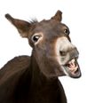 Pic: Did you See the Amazing Donkey Photobomb on RTÉ Weather Last Night?