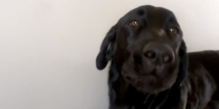 “This is My Song!” Rescue Dog Has Adorable Reaction to Adele Hit