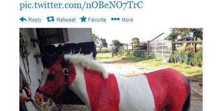 PICTURE: Cork Man Plans To Show Pony Around Coppers This Weekend