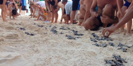 Video: Resort Guests Line-Up to Help Baby Turtles Make Their Way to the Sea