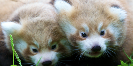 Double Trouble! Meet the Adorable New Arrivals to Dublin Zoo