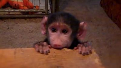 Video: Very Cute! Baby Baboon Makes Friends with Unusual Playmates