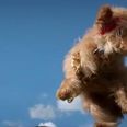 VIDEO – Flying Dogs V’s Flying Cats, Is This The Greatest (Cutest) Video Ever Made?