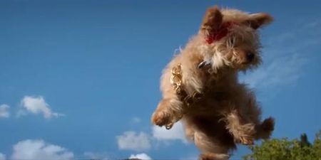 VIDEO – Flying Dogs V’s Flying Cats, Is This The Greatest (Cutest) Video Ever Made?