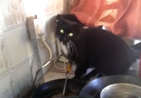 VIDEO: Irish Woman Vs Devil Cat