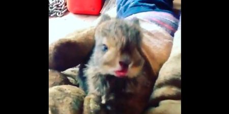 Video: So Cute! Baby Bunny Can’t Stop Sneezing
