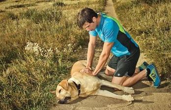 Company Apologizes Over Ad Featuring Dead Dog