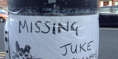 PICTURE: The Most Artistic Missing Cat Poster You’ll Ever See