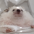 Move Over Miley – Hedgehog Does ‘Wrecking Ball’