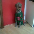 GALLERY: Top Dogs! All-Ireland Supporters You Wouldn’t Want To Pick A Bone With