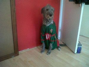 GALLERY: Top Dogs! All-Ireland Supporters You Wouldn’t Want To Pick A Bone With