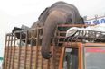 PICTURE: 18-Year-Old Abused Elephant Airlifted To Safety