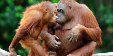 Video: Orangutan Asks Girl For Help Through Sing Language