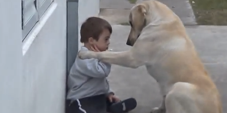 VIDEO: This Will Melt Your Heart – Dog Befriends Adorable Little Boy