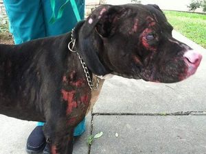 VIDEO: Hero Dog Suffers 30 Per Cent Burns After Saving Family From Fire