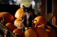 Vegetable Thief! 600 Pumpkins Have Gone Missing from a New York Farm
