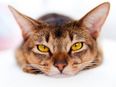 Photo: Introducing the Special Japanese Red Wine, For Cats