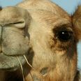PICTURE – Camel On The Loose, Apparently There Was A Camel Out And About In Finglas Today