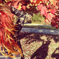 PICTURE: Vanessa Hudgens Shows Off New Autumnal Do